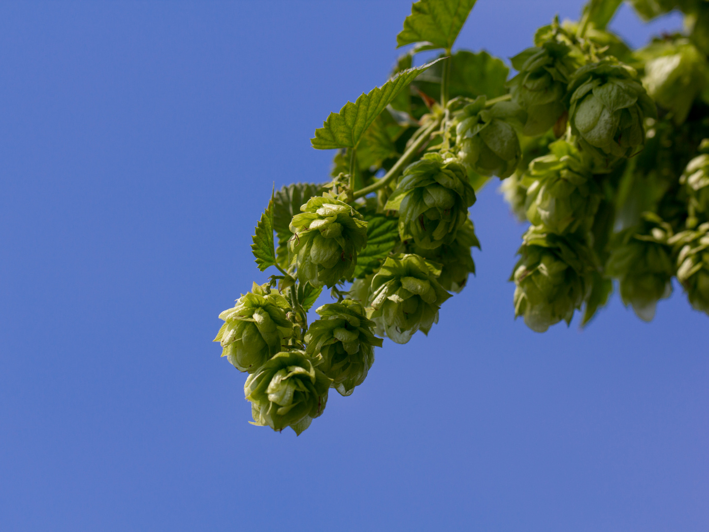 Hopfen