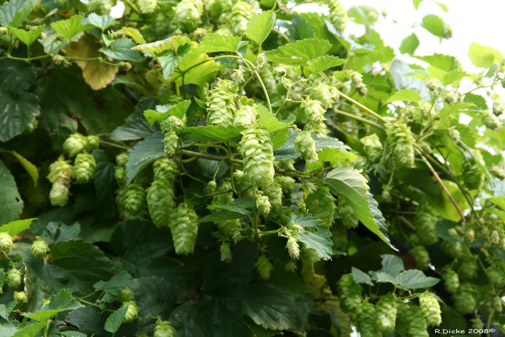 Hopfen