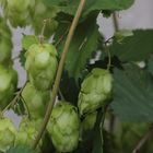 hopfen 