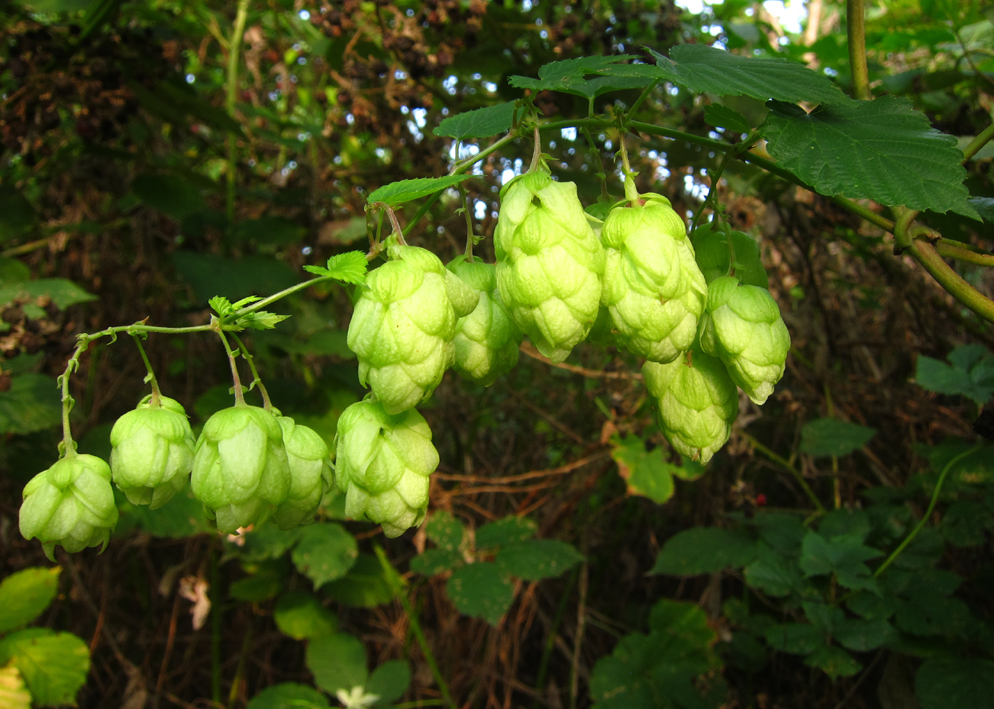 Hopfen