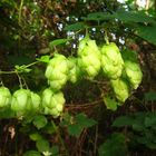 Hopfen