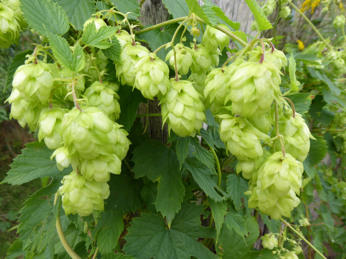 Hopfen