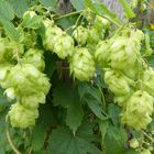 Hopfen