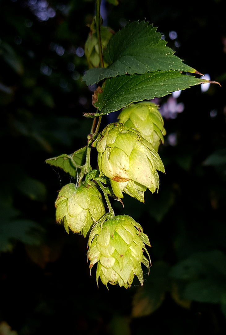 Hopfen