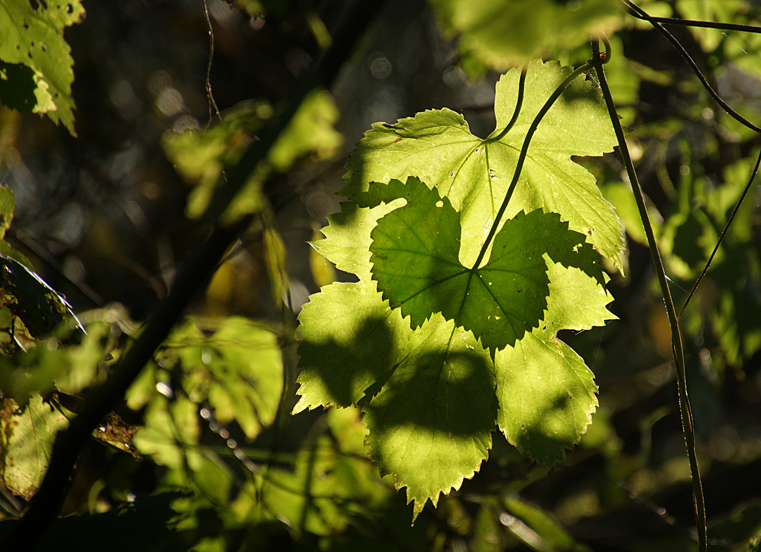 Hopfen