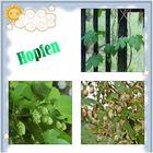 Hopfen