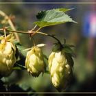 Hopfen