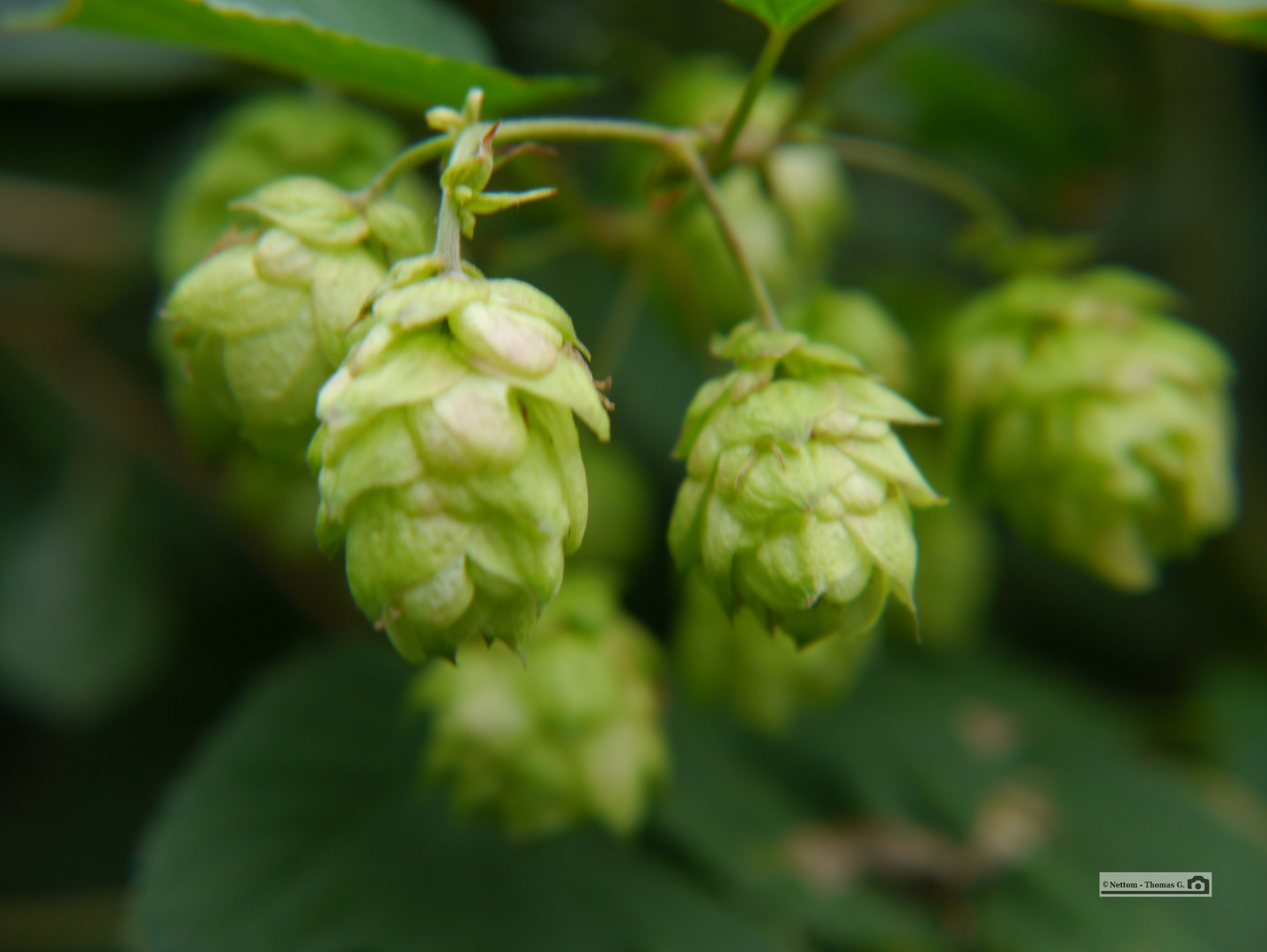 Hopfen