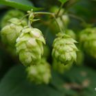 Hopfen