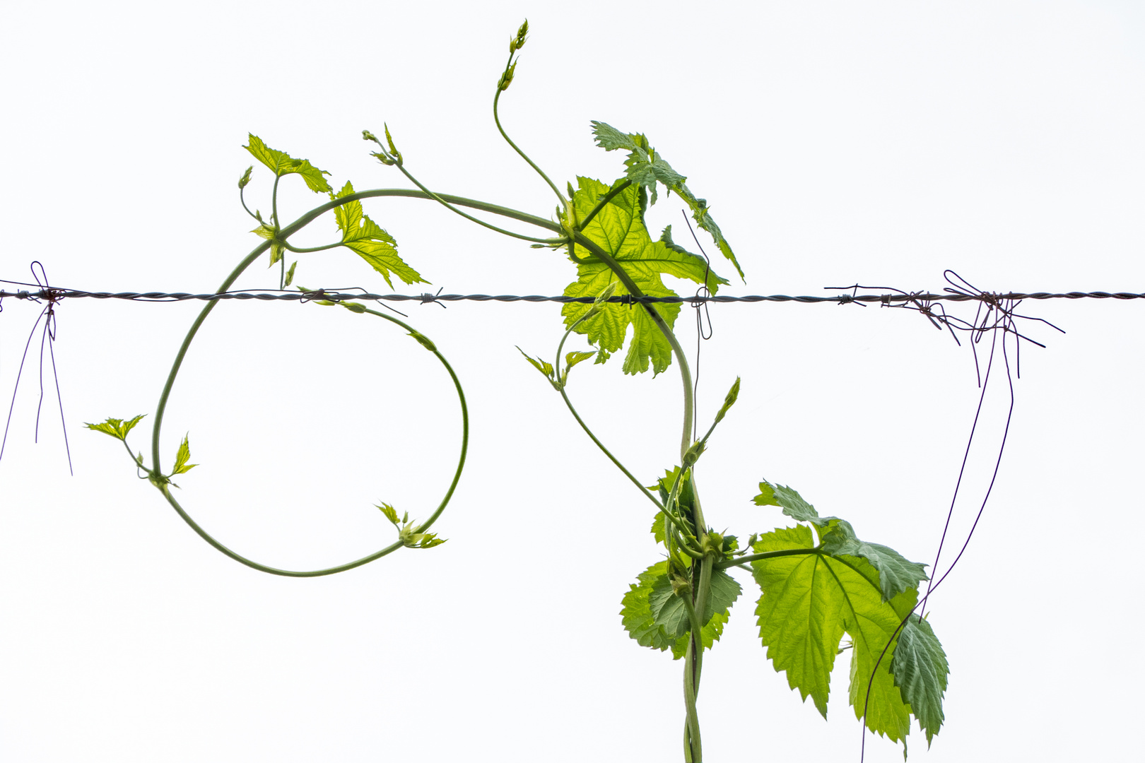 Hopfen am Draht windet sich zum Bischofsstab