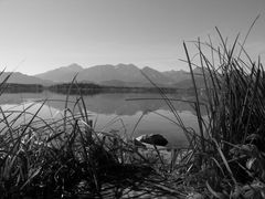 Hopfen am See - Allgäu