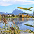 Hopfen am See im Herbst