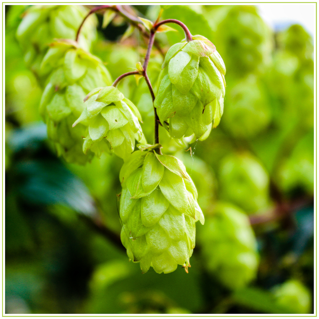HOPFEN Foto & Bild natur, pflanzen, bier Bilder auf