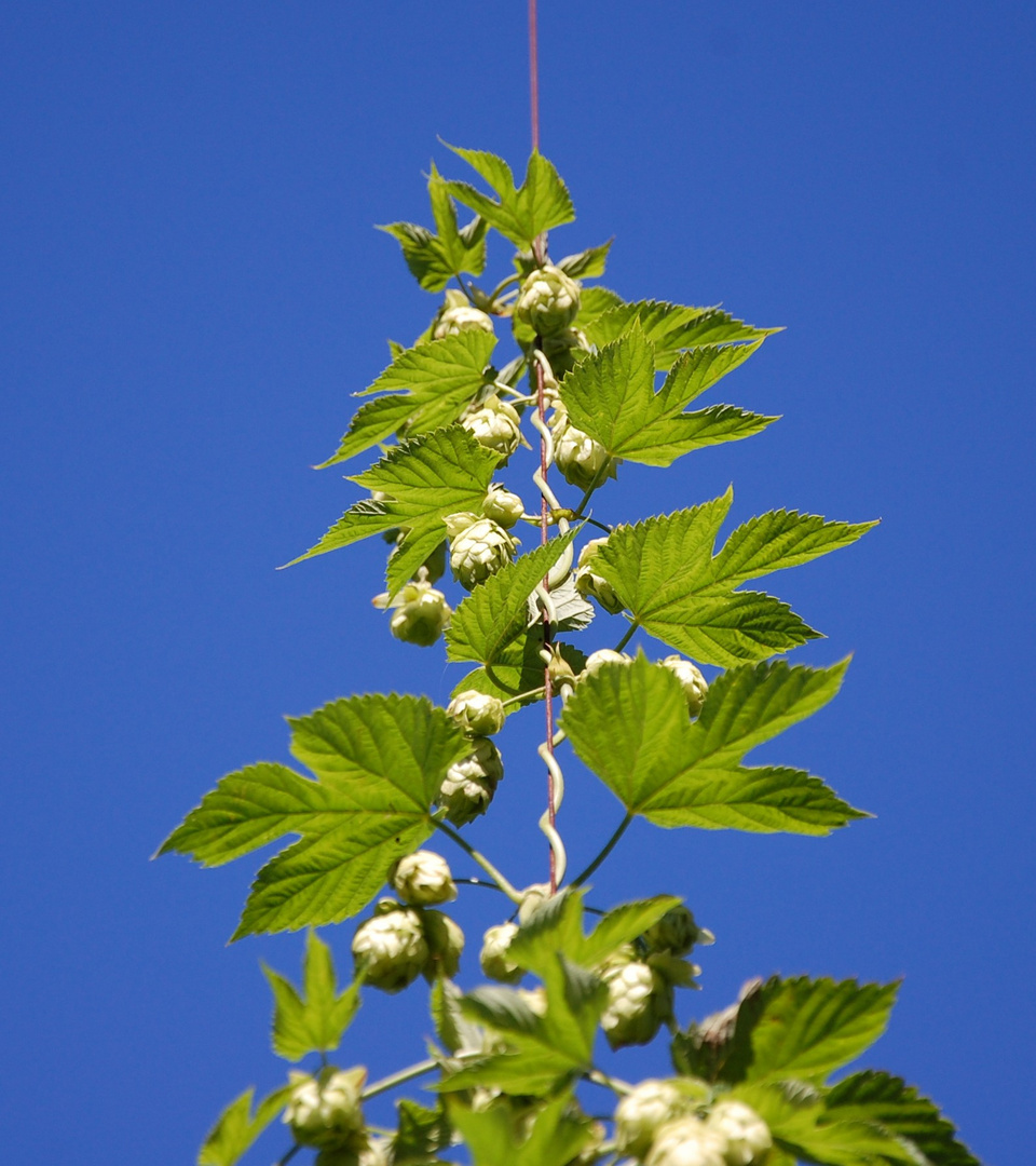 Hopfen bis in den Himmel