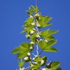 Hopfen bis in den Himmel