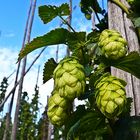 Hopfen