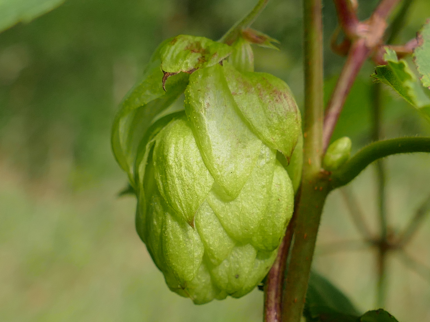 Hopfen