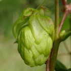 Hopfen