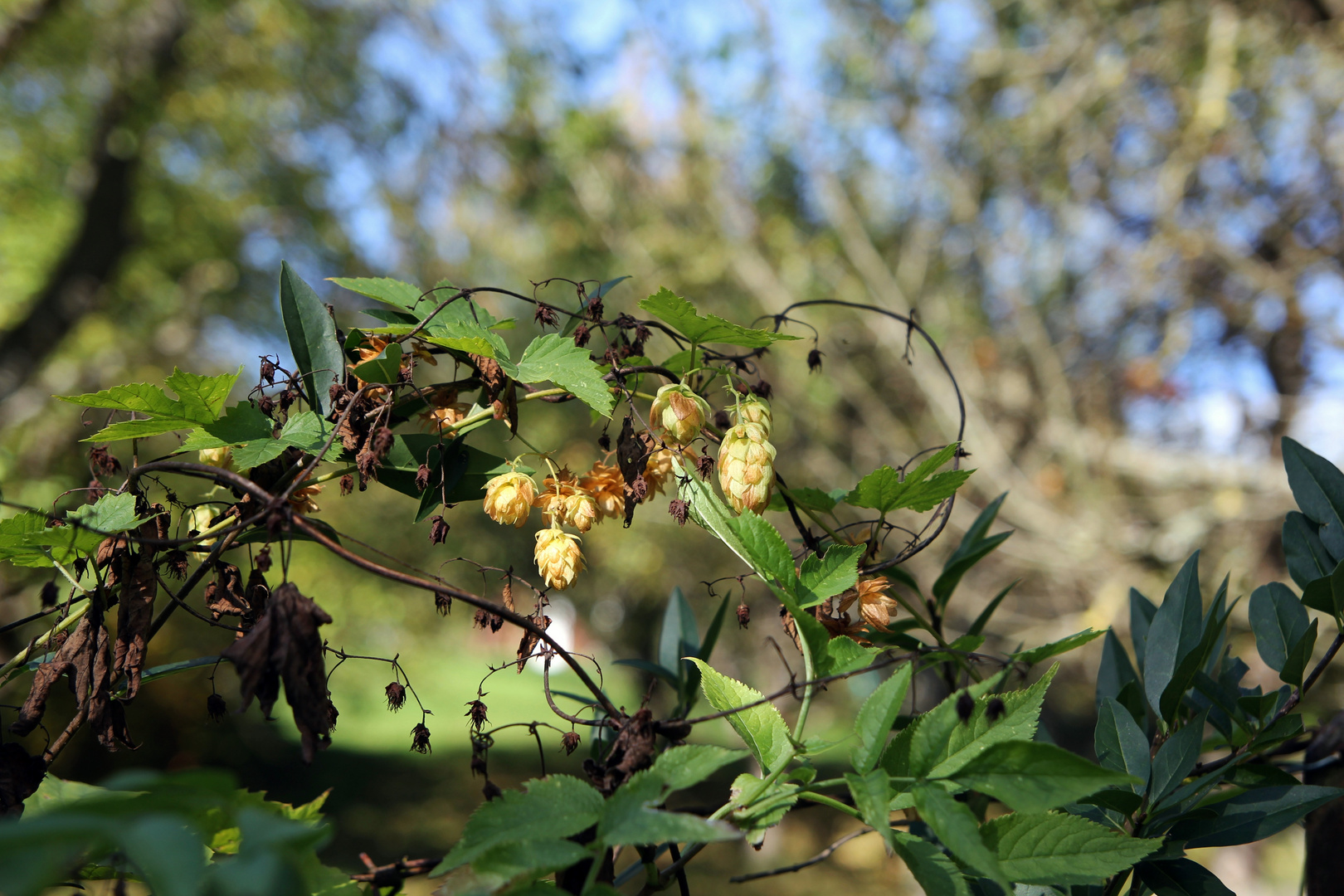 Hopfen