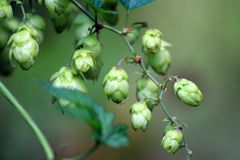 Hopfen