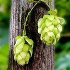 Hopfen ( Humulus lupulus )