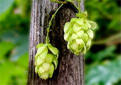 Hopfen ( Humulus lupulus )