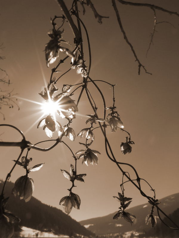 Hopfen im Licht