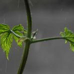 Hopfen im Regen