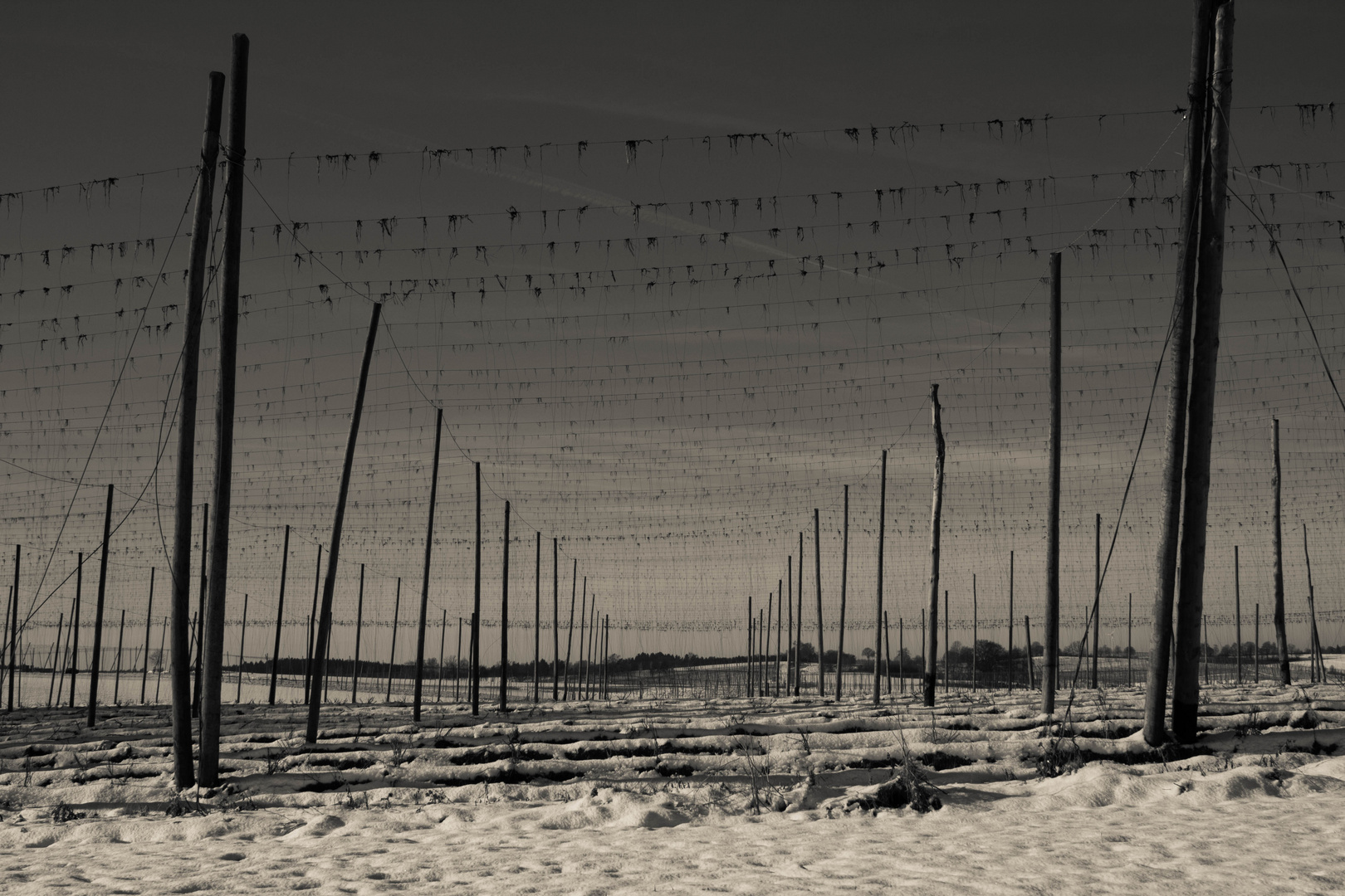 Hopfen im Winter