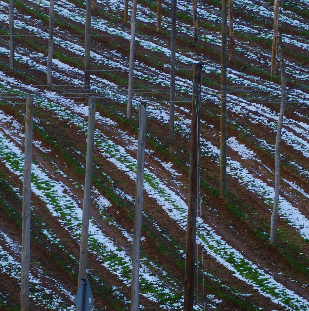 HOPFEN IM WINTERSCHLAF