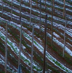 HOPFEN IM WINTERSCHLAF