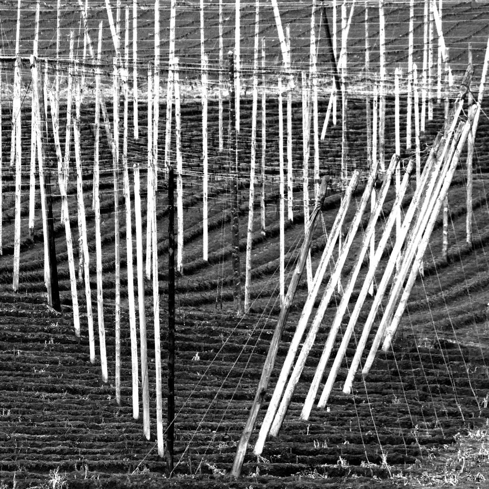 HOPFEN IM WINTERSCHLAF 2