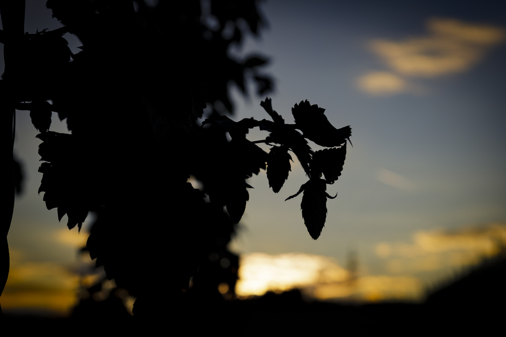 Hopfen in der Abendsonne