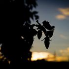 Hopfen in der Abendsonne