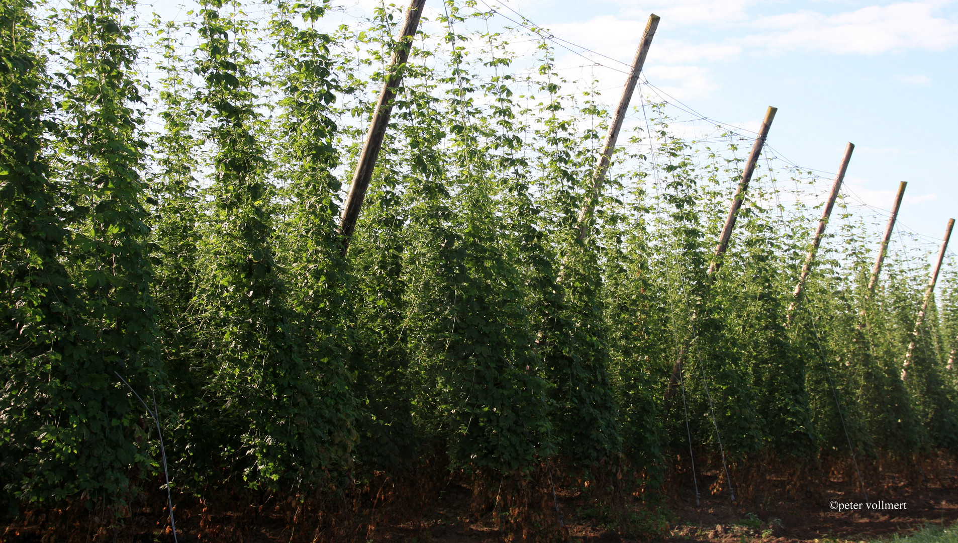 Hopfen in der hallertau