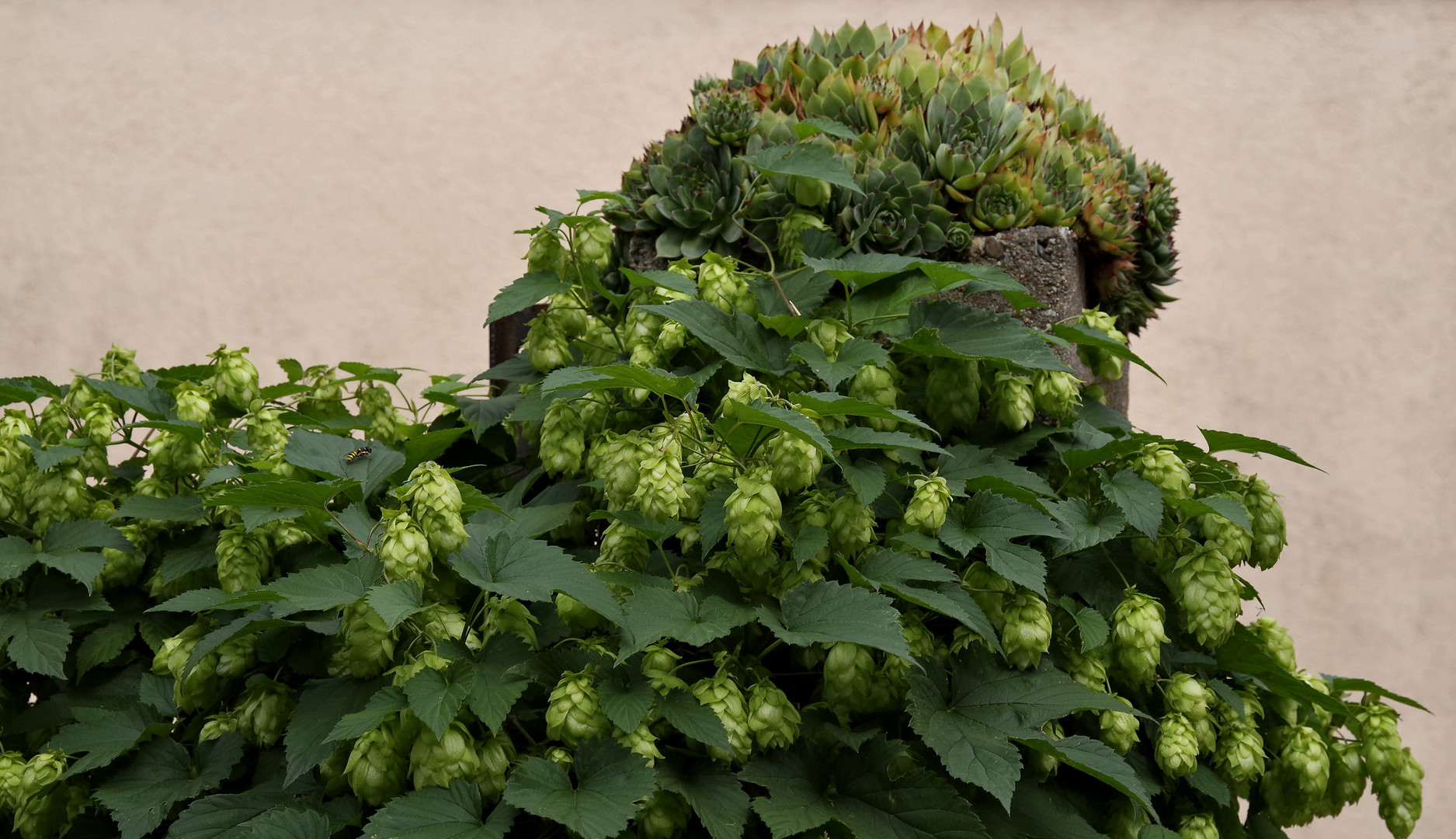 Hopfen in einem Vorgarten...