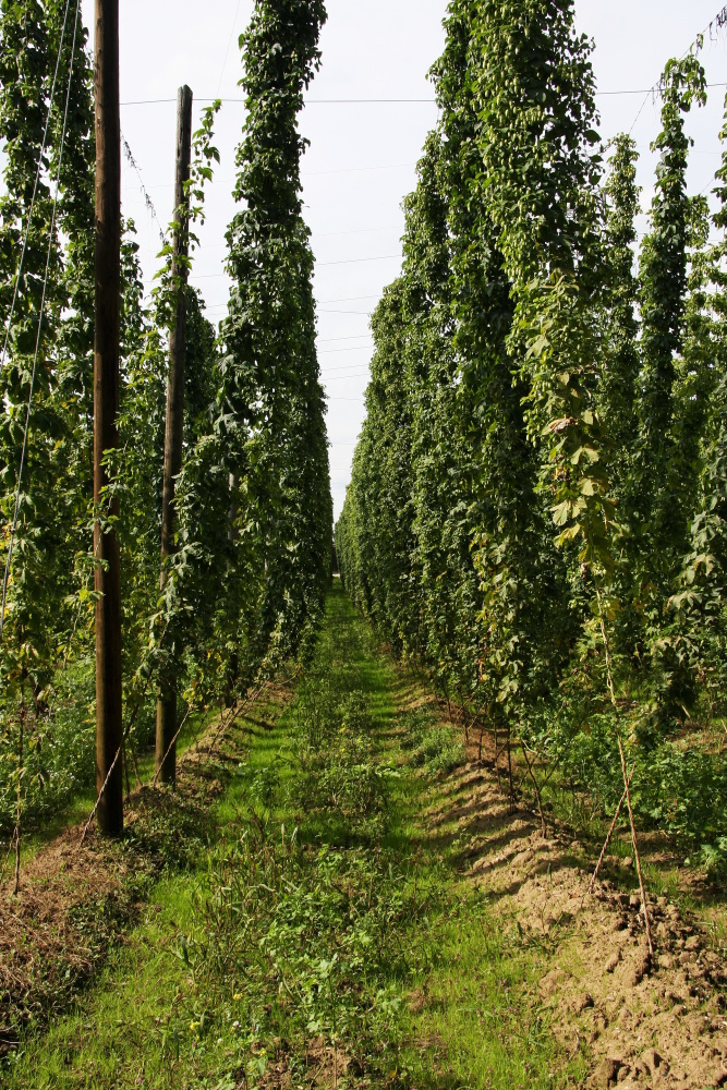 Hopfen in Mittelfranken