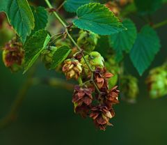 Hopfen & Malz verloren