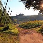 Hopfen meets Sonnenblumen