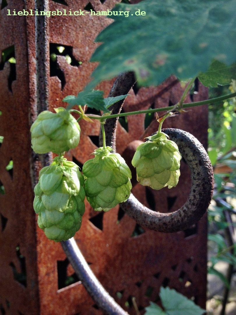 Hopfen mitten in Hamburg