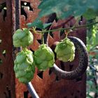 Hopfen mitten in Hamburg