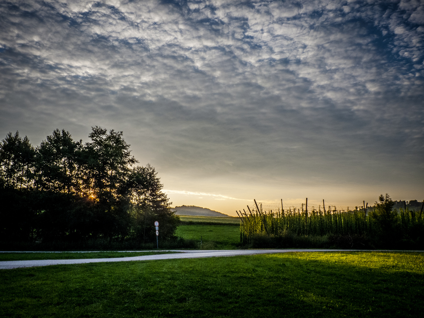 Hopfen-Morgen