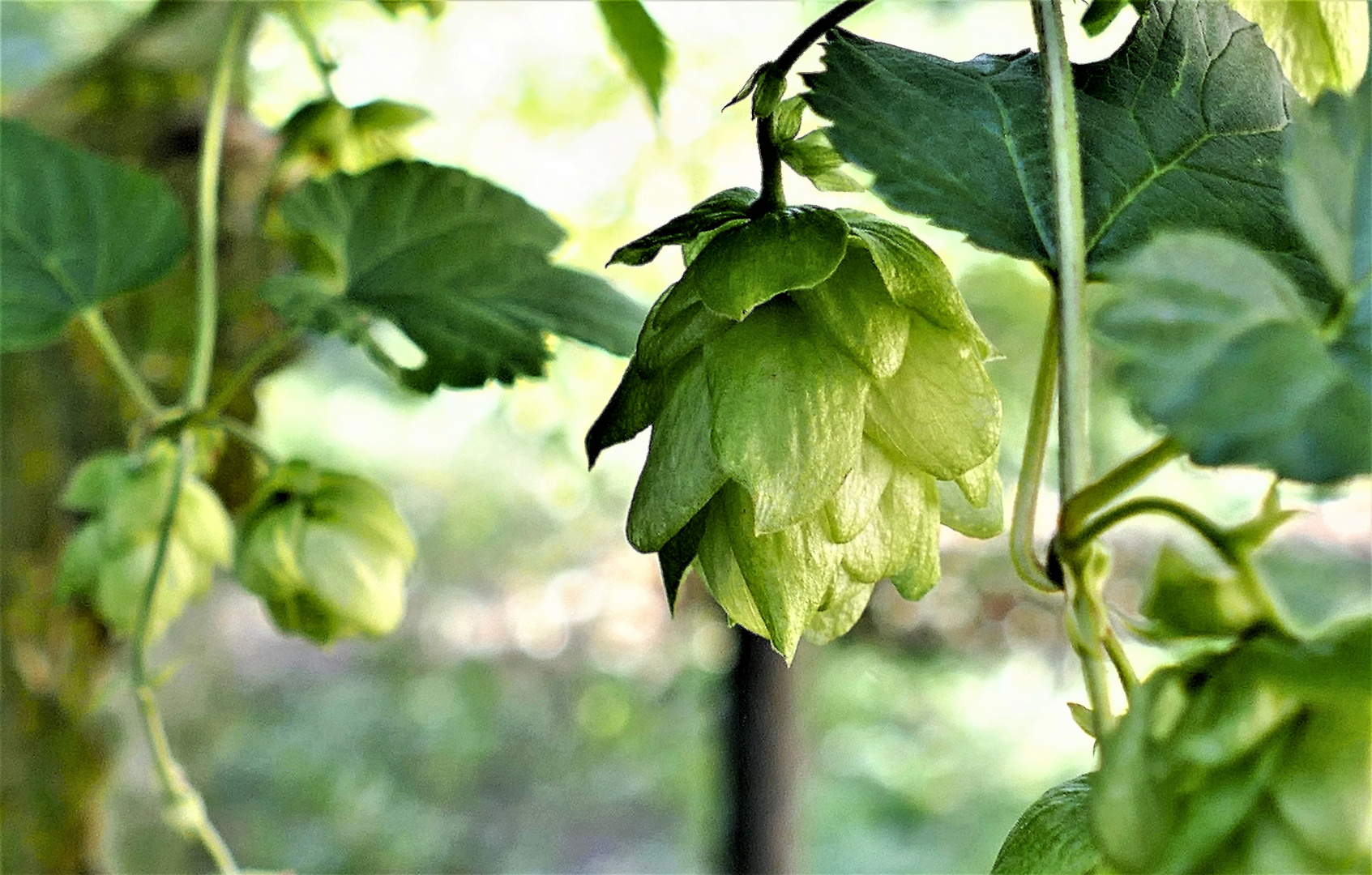 Hopfen ohne Malz