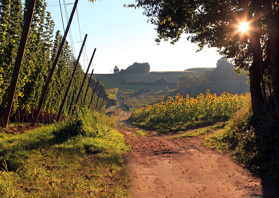 Hopfen trifft Sonnenblumen