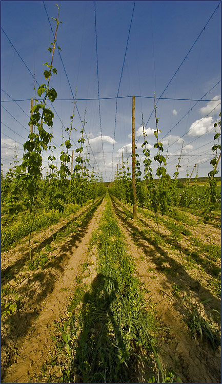 hopfen und hopfenstangen