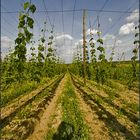 hopfen und hopfenstangen