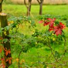 Hopfen und kein Malz