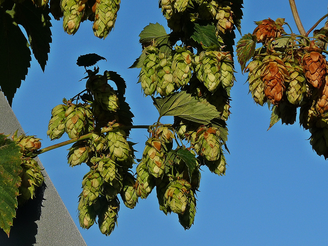 Hopfen und Malz...