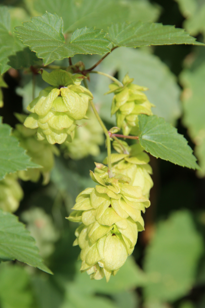 Hopfen und Malz , Gott erhalts.