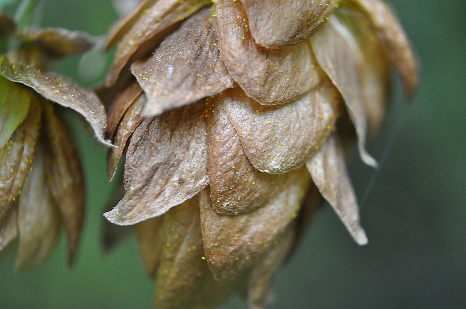 Hopfen und Malz ...Gott erhalts...